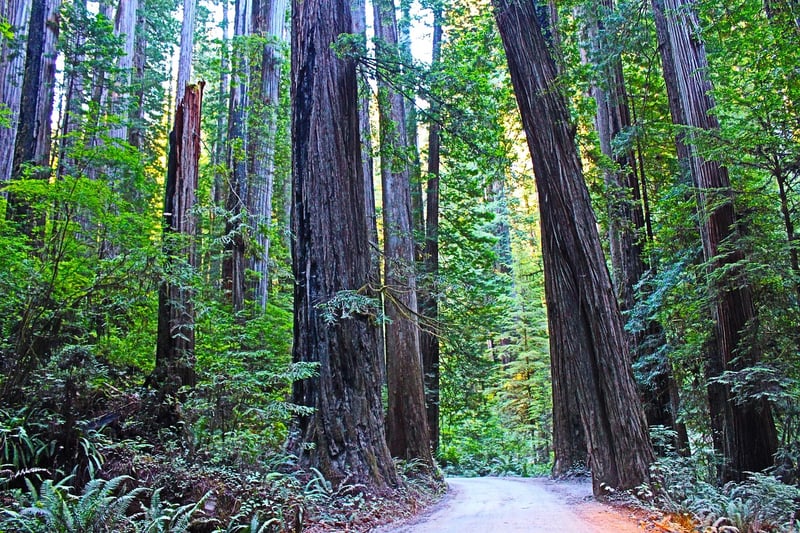 Redwoods, California